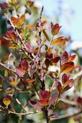 Cotinus coggygria 'Royal Purple' - ruj vlasatá - jarní listy